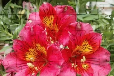 alstroemeria jigsaw puzzle