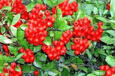 Pyracantha