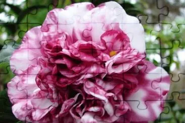 Camellia Japonica jigsaw puzzle