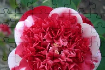 Camellia jigsaw puzzle