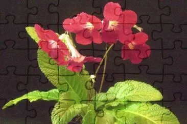 streptocarpus