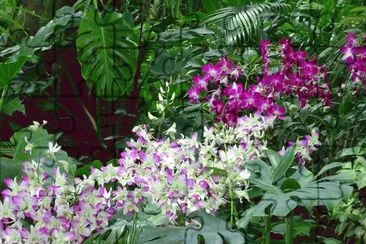 fleurs: orchidÃ©es