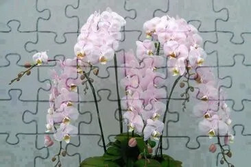 פאזל של fleurs: orchidÃ©es