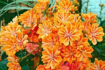 lewisia jigsaw puzzle