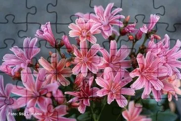 lewisia jigsaw puzzle