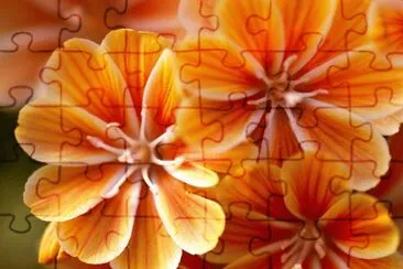 lewisia jigsaw puzzle