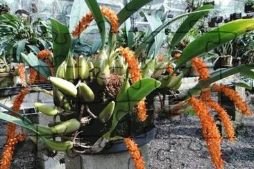 פאזל של orquidea