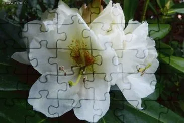 rhododendron jigsaw puzzle
