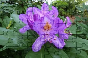 rhododendron jigsaw puzzle