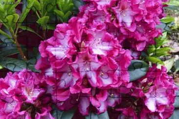 rhododendron jigsaw puzzle