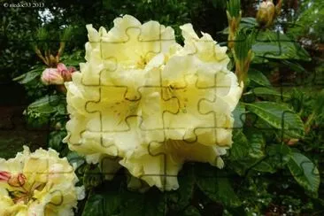 rhododendron