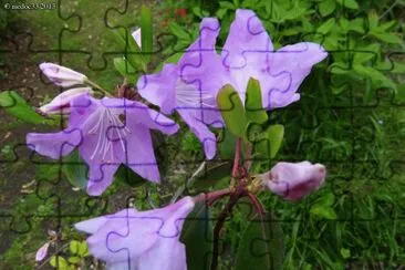 rhododendron