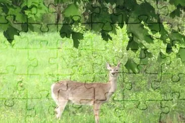 Deer in our backyard jigsaw puzzle