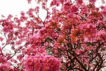 - flor de ipe,(ooi) jigsaw puzzle