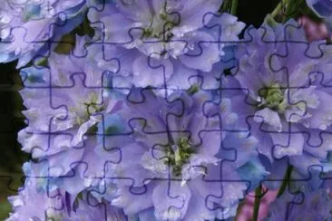 delphinium