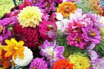 Flower Garden