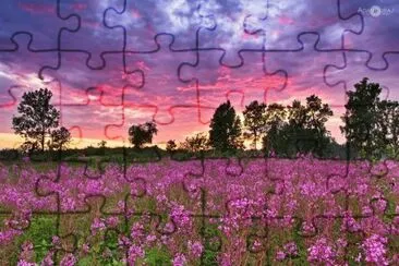 field of purple