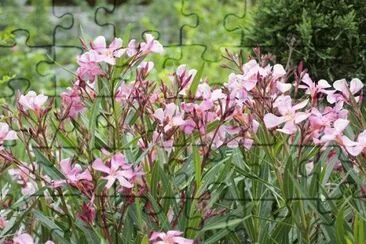 laurier rose jigsaw puzzle