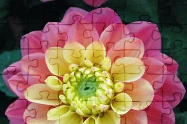 Dahlia jigsaw puzzle