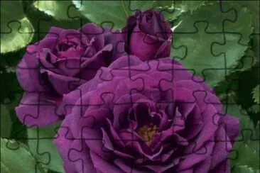 Deep purple Rose jigsaw puzzle