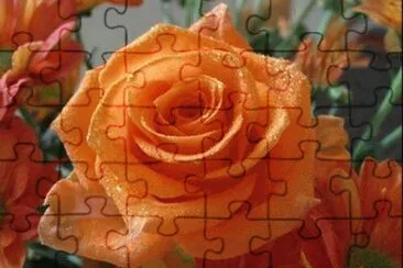 - rosa,(@)