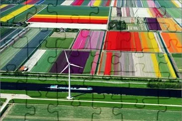 tulips jigsaw puzzle