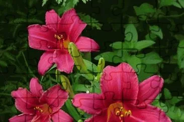 hemerocallis