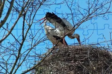 Storks Empuries