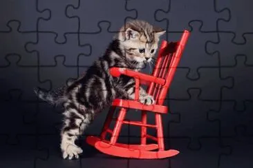 animaux: chaton