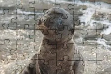 animaux: phoque