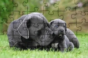 פאזל של animaux: chiens