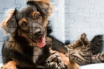 פאזל של animaux: chien et chat