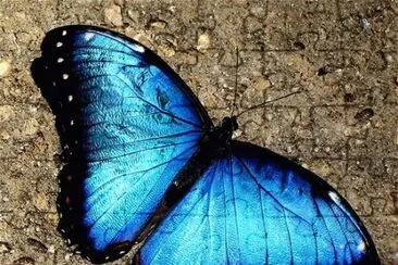 פאזל של animaux: papillon