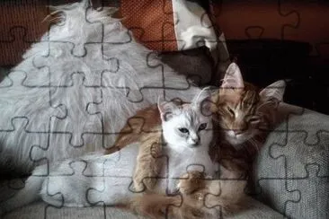 פאזל של animaux: chats