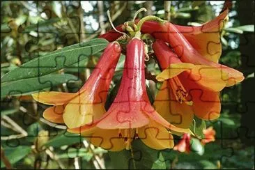 r cinnabarinum jigsaw puzzle