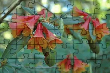 r cinnabarinum jigsaw puzzle
