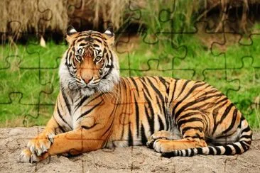 פאזל של TIGRE