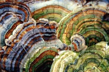 Fungus stripes
