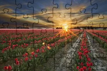 - tulipas jigsaw puzzle