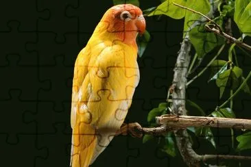 Lorito jigsaw puzzle