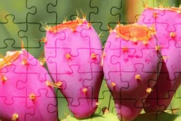 Prickly Pear Cactus