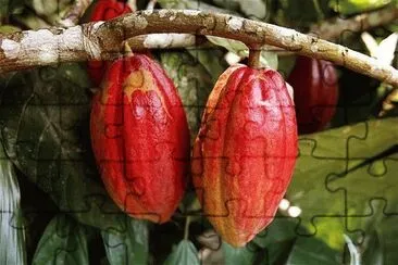 Cocoa Tree jigsaw puzzle