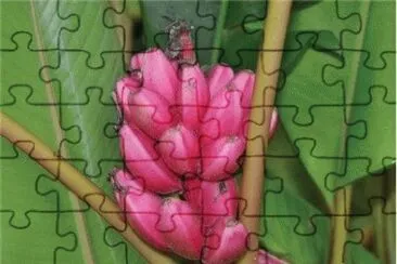 Pink Bananas