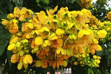 mussaenda
