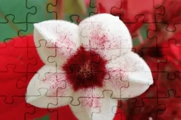 mussaenda jigsaw puzzle