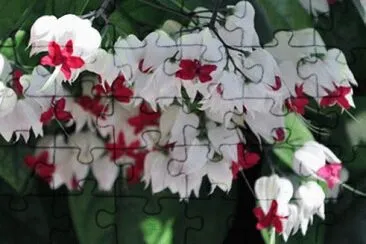 lagrimas de cristo jigsaw puzzle