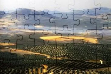 olivos