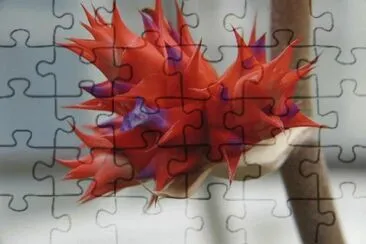 hohenbergia jigsaw puzzle