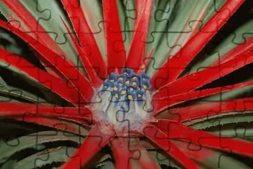 fascicularia jigsaw puzzle