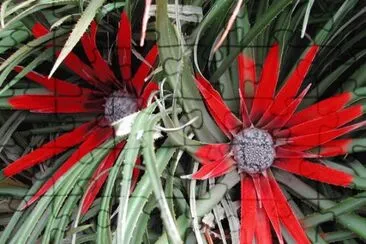 fascicularia
